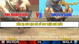 Trận 8 Bồ Gà C4 1/12/2025